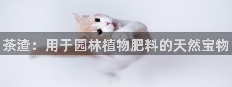 琥珀鸿运彩票平台