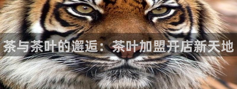 琥珀鸿运平台靠谱吗