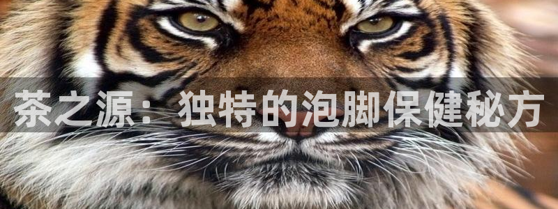 鸿运平台怎么赚钱