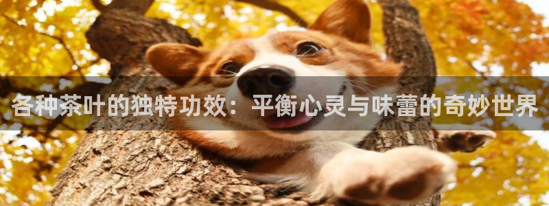 鸿运平台是诈骗平台