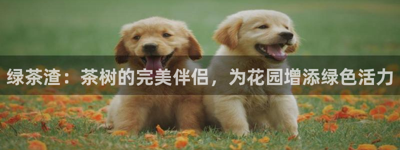 鸿运国际黑平台