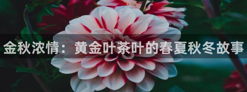 鸿运投注网平台