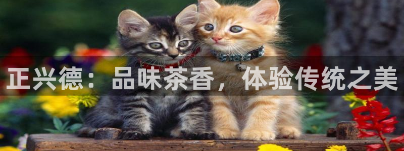 鸿运北斗监控平台