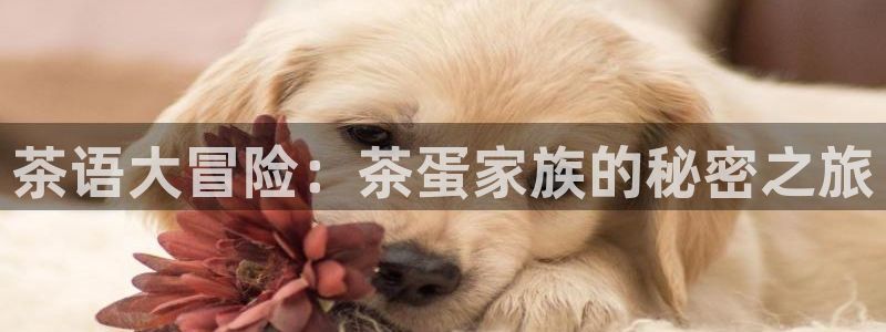 鸿运棋牌平台