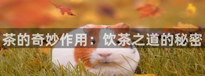 鸿运卡盟平台链接