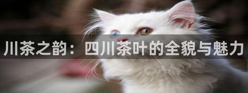 琥珀鸿运平台推广码