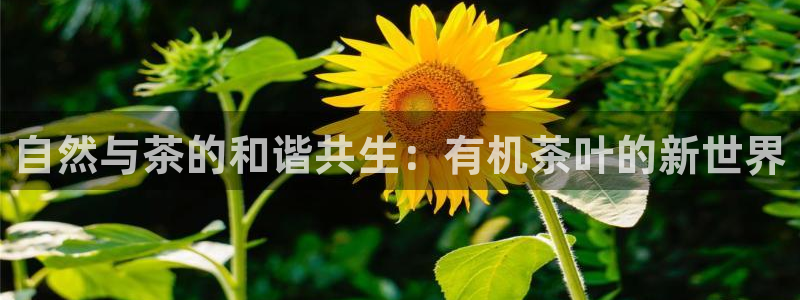 鸿运服务平台官网