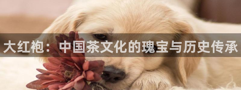 鸿运网上娱乐平台