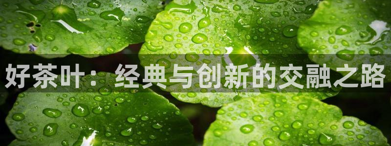鸿运投资平台是什么平台